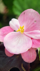 Fototapeta na wymiar pink flower on green background