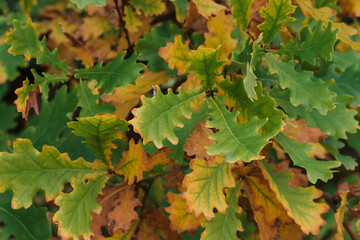 Orange green oak leaves in autumn in the forest