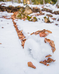 A trail of snow covered in fallen leaves
