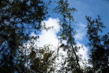 blue sky with clouds and trees