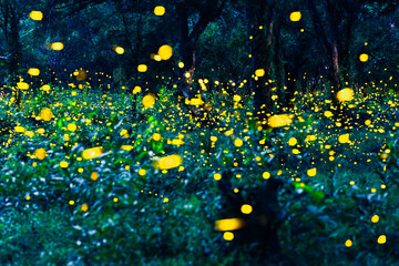 Fototapeta na wymiar Firefly flying in the forest. Fireflies in the bush at night in Prachinburi Thailand. Long exposure photo. 