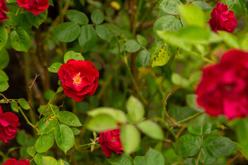 red rose in garden