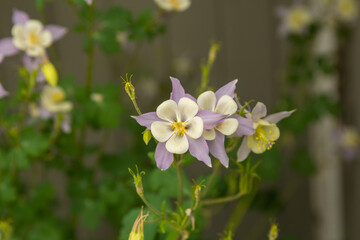 white and purple flowers