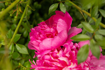 pink rose bush
