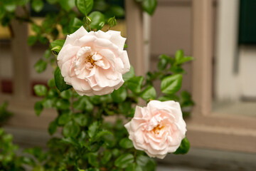 Pink Rose