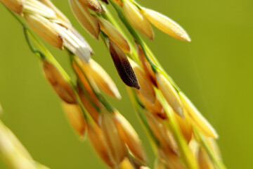 Close up of Rice Grain