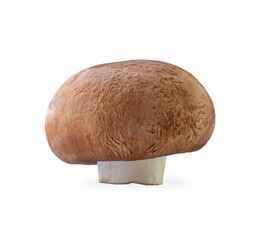 one champignon isolated on white background