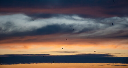 swallows against the sunset sky