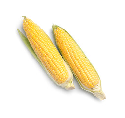 Fresh corn cobs on white background