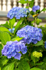 blue hydrangea flower