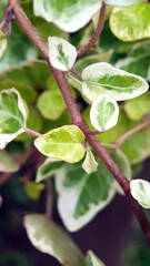 Fototapeta premium Ivy stems and leaves