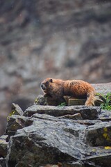 Marmot King 