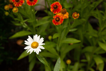 daisy flower in the garden