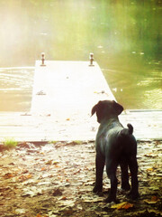 Labrador schwarz am Steg