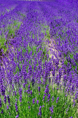 Naklejka premium 北海道 富良野の夏の風景 ラベンダー