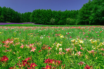 北海道　富良野の夏の風景　ファーム富田