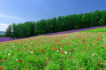 北海道　富良野の夏の風景　ファーム富田