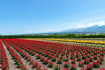 北海道　富良野の夏の風景　ファーム富田