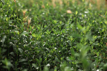 green grass with dew drops