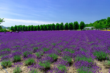 北海道　富良野の夏の風景　ラベンダー