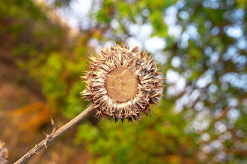 prickly dry plant amid greenery, competition and survival