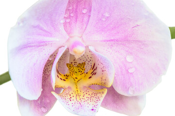 Fototapeta na wymiar Цветы светло-фиолетового фаленопсиса, известного как бабочки орхидеи в полете. Крупным планом 
