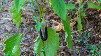 Pianta delle melanzane nell'orto biologico in estate