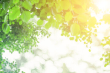 Natural background blur, green leaf images with bokeh as background
