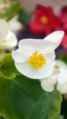 white spring flower