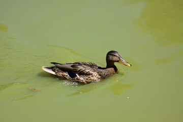 wild duck swimming in the pond
