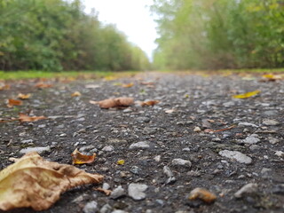 autumn leaves on the ground