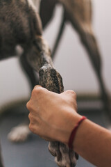 Close-up of a veterinarian examining the paw of a greyhound dog in a clinic