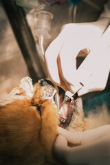 Crop Anonymous Vet Doctors Performing Operation In Clinic