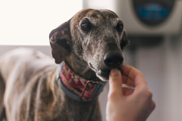 Close-up of a veterinarian giving a candy of a greyhound in a clinic