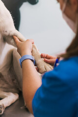 Close-up of a veterinarian examining the paw of a Labrador Retriever dog in a clinic