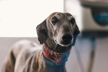 Close-up of a happy greyhound in a veterinary clinic