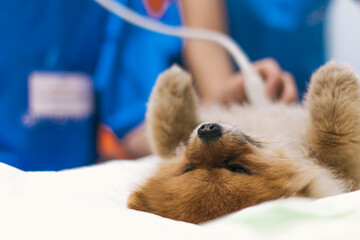 Veterinarian Doing An Ultrasound Of The Paw To A Dog