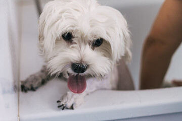 Crop Woman Washing Obedient white Small Dog In bathtub In Veterinary Clinic