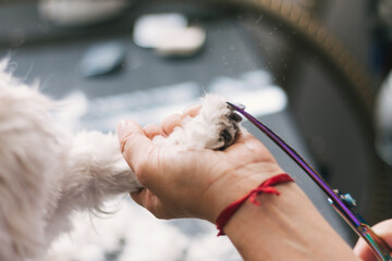 Woman Groomer Trimming Fur Of Obedient Small Dog In Modern Veterinary Studio