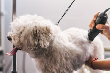 Woman Groomer Trimming Fur Of Obedient Small Dog In Modern Veterinary Studio