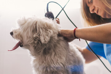 Woman Groomer Trimming Fur Of Obedient Small Dog In Modern Veterinary Studio