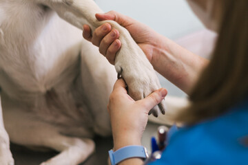 Close-up of a veterinarian examining the paw of a Labrador Retriever dog in a clinic