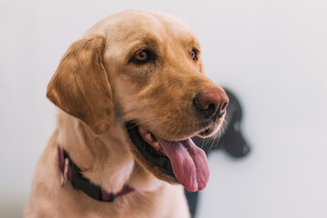 Close-up of a happy brown dog in a veterinary clinic