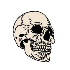 Skull isolated on white. Mertice, zombie. White walkers. Vector bone illustration.