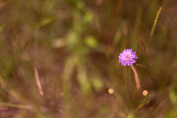 Bright natural rich background from wild plants. Multicolored flowers and herbs. Screensaver. 