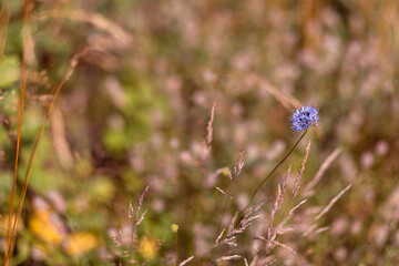Bright natural rich background from wild plants. Multicolored flowers and herbs. Screensaver. 