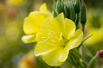 Oenothera biennis, common evening primrose yellow flowers macro selective focus