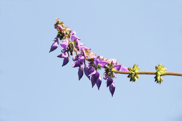 Indian Coleus, Plectranthus barbatus, Coleus forskohlii,  flower, Sao Paulo, Brazil