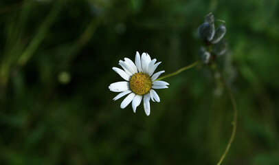 Chamomile. Blurred background. Close-up, top view.