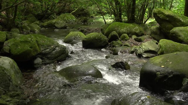 長崎県諫早市　初夏の富川渓谷（万年の森）　マイナスイオンとグリーンシャワーによる癒しの風景